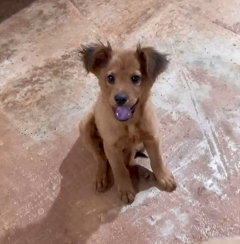 Cachorro para adoção