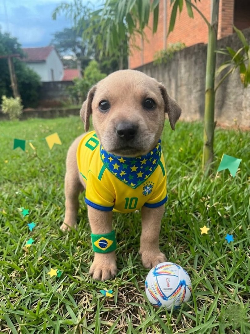 Cachorro para adoção