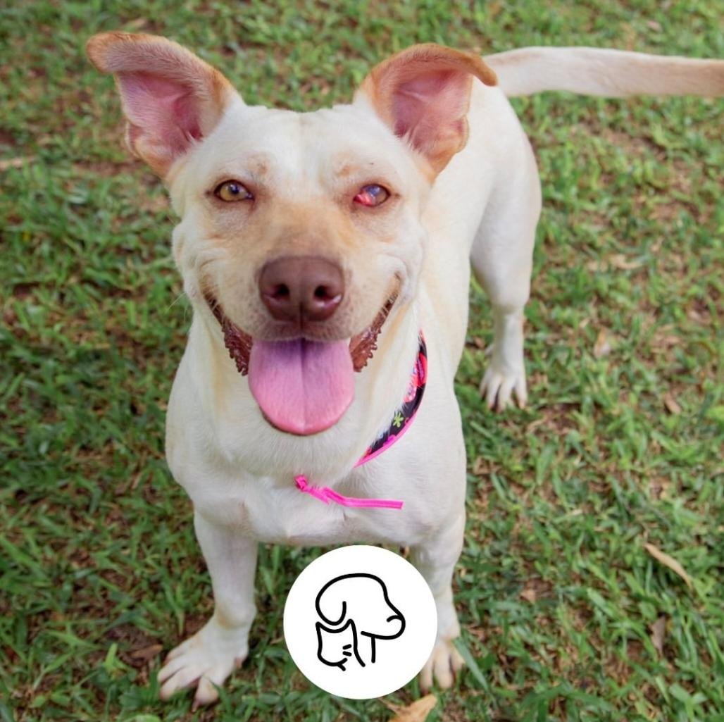 Cachorro para adoção