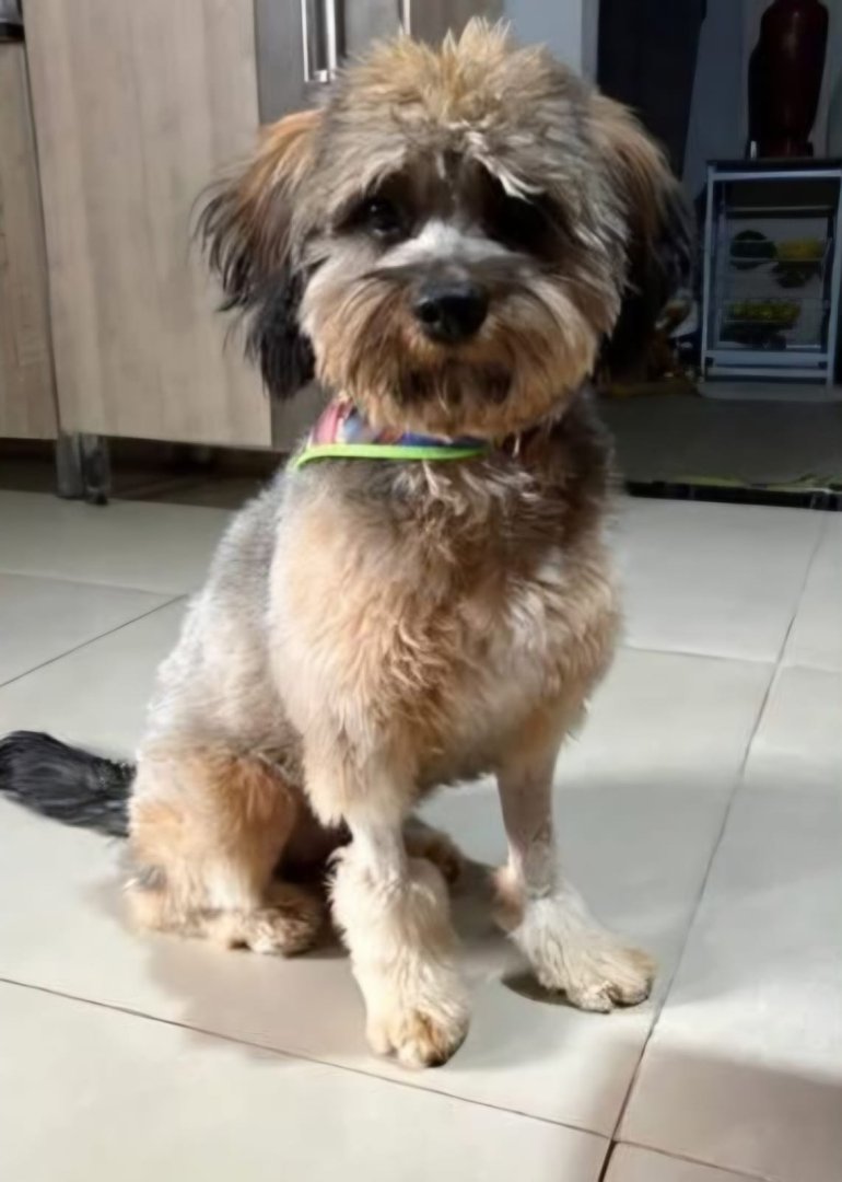Cachorro para adoção