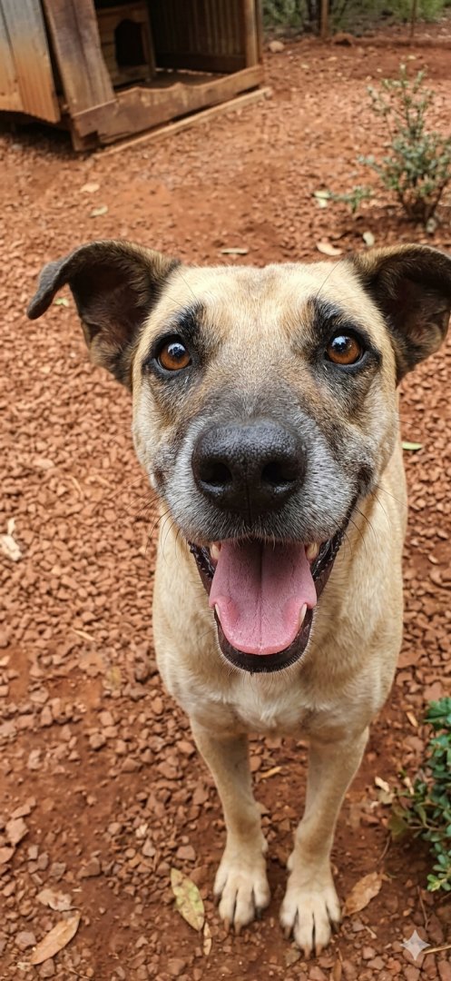 Cachorro para adoção
