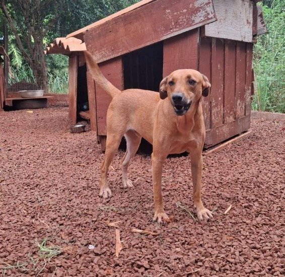 Cachorro para adoção