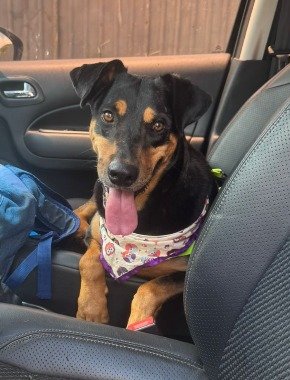 Cachorro para adoção