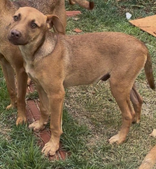 Cachorro para adoção