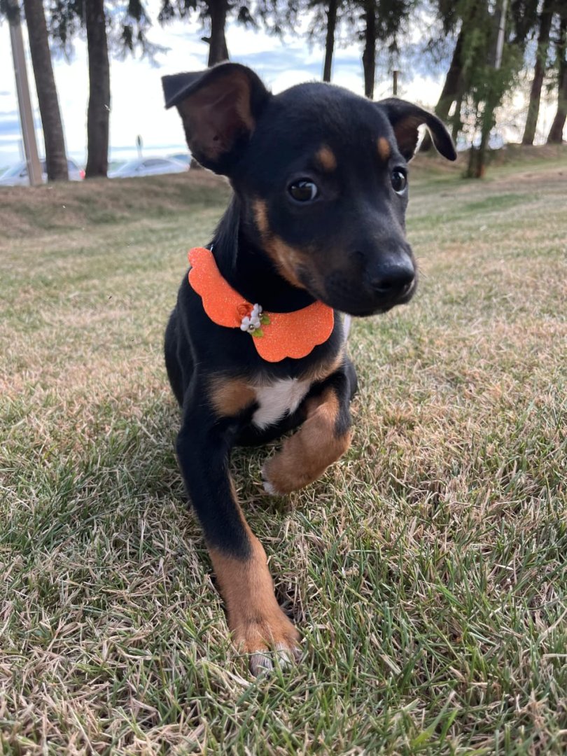 Cachorro para adoção