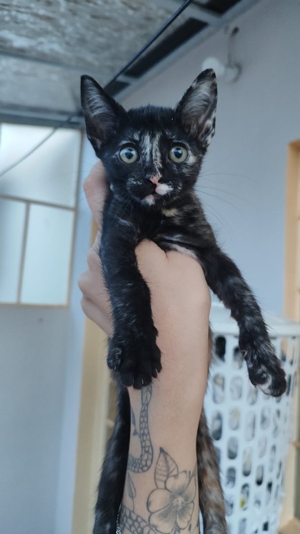 Gato para adoção