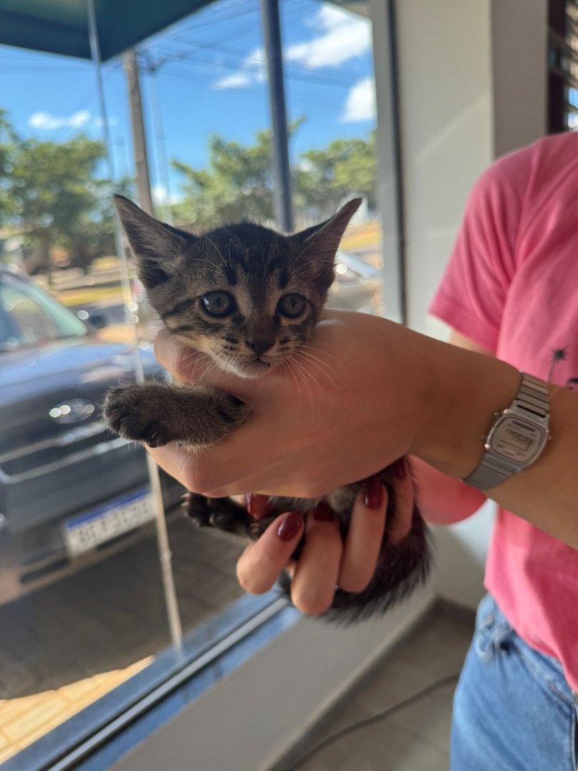Gato para adoção