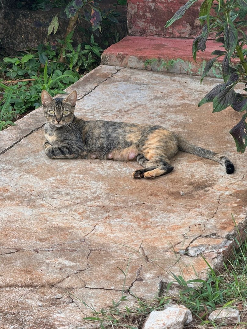 Gato para adoção