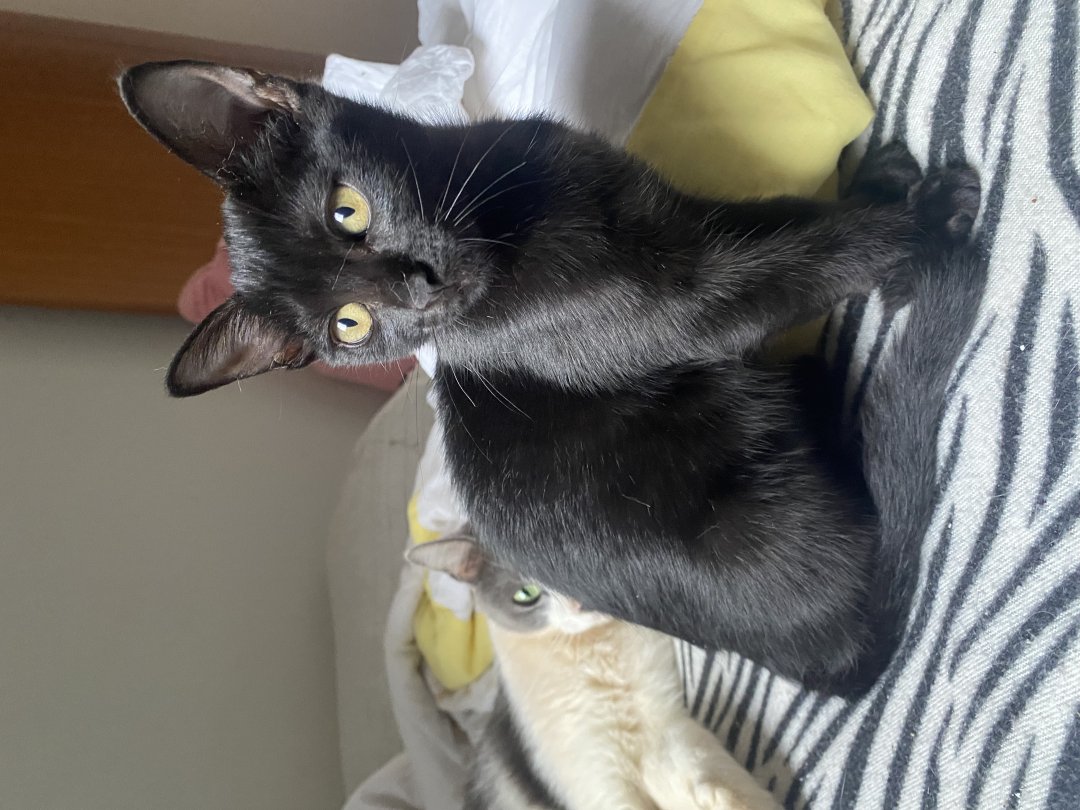 Gato para adoção