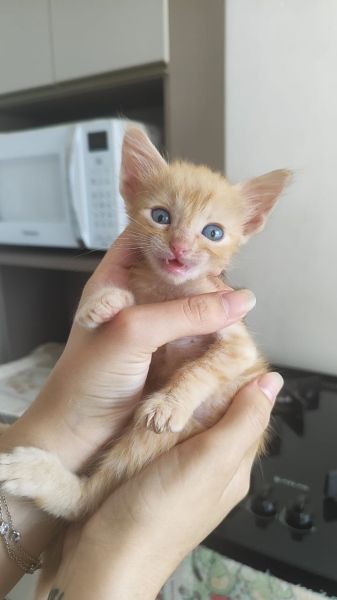 Gato para adoção