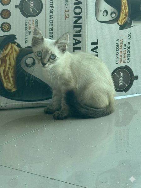 Gato para adoção