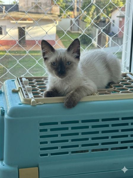 Gato para adoção