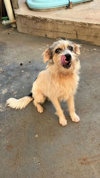 Cachorro para adoção