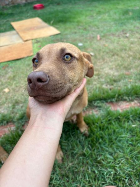 Cachorro para adoção