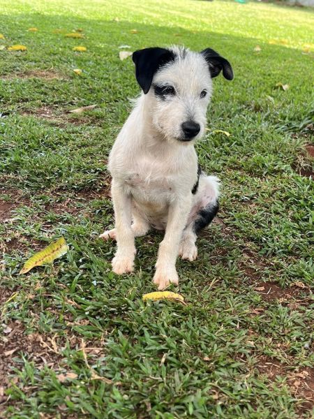 Cachorro para adoção