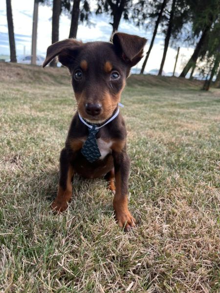 Cachorro para adoção