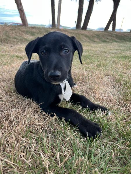Cachorro para adoção