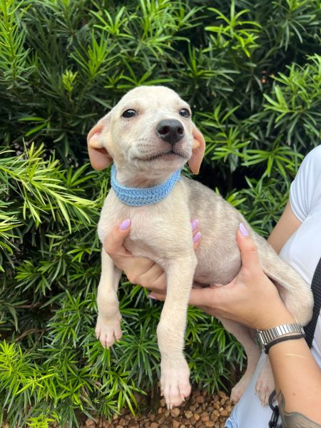 Cachorro para adoção