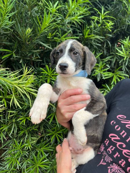 Cachorro para adoção