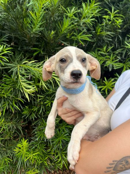 Cachorro para adoção