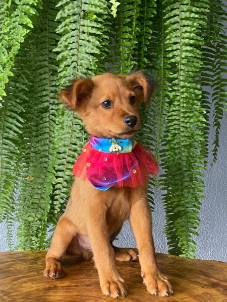 Cachorro para adoção