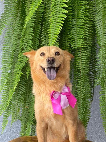 Cachorro para adoção