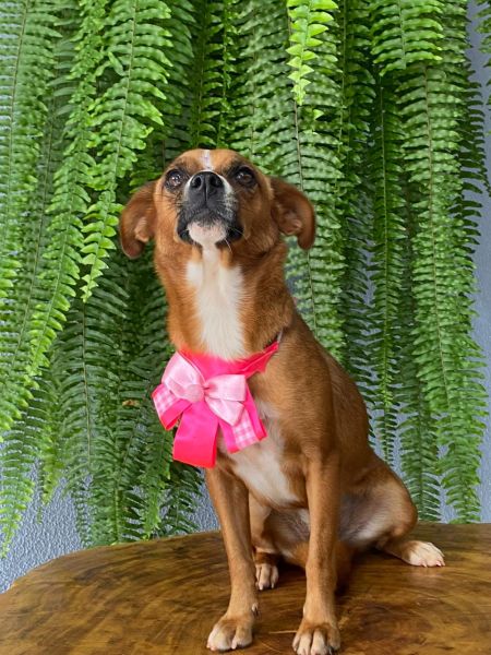 Cachorro para adoção