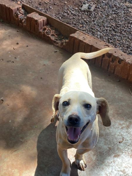 Cachorro para adoção