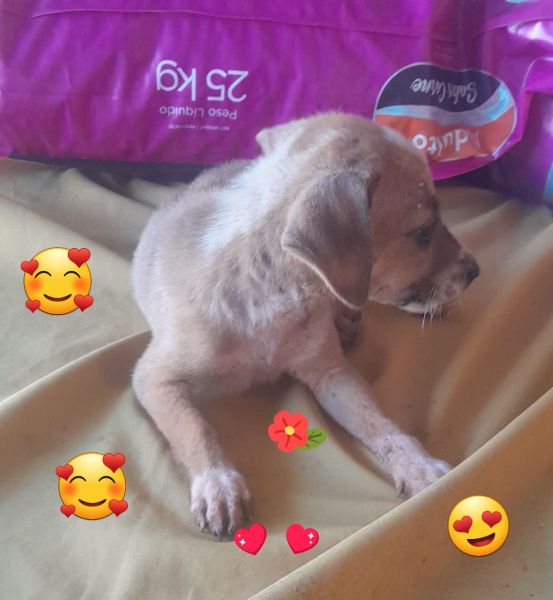 Cachorro para adoção