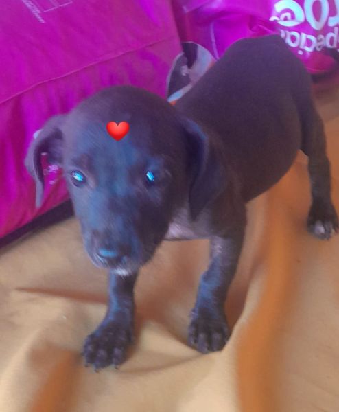 Cachorro para adoção