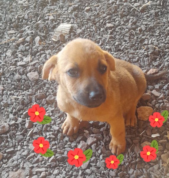 Cachorro para adoção