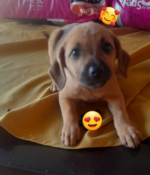 Cachorro para adoção