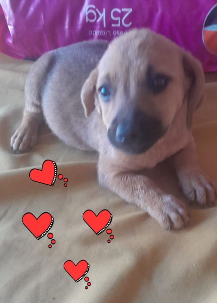 Cachorro para adoção