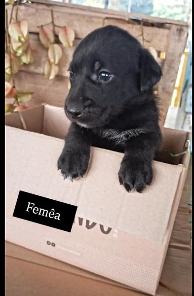 Cachorro para adoção