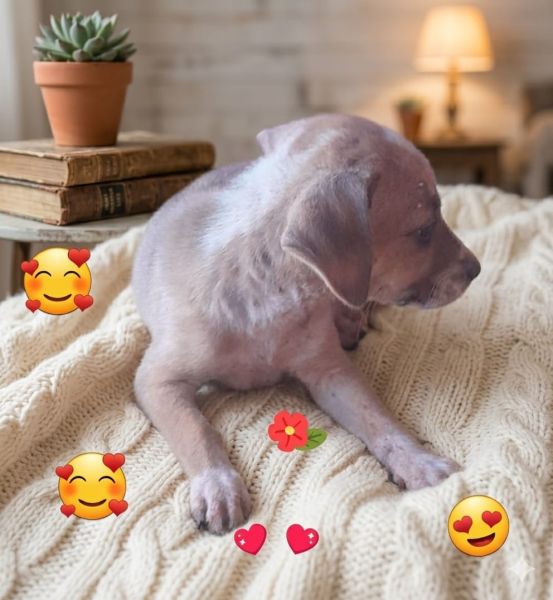 Cachorro para adoção