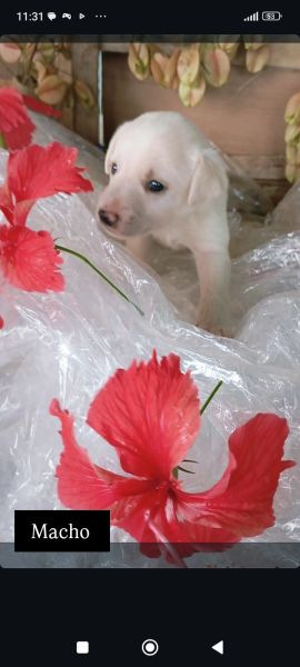 Cachorro para adoção