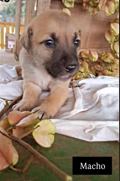 Cachorro para adoção