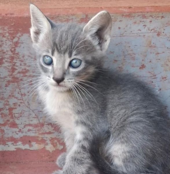 Gato para adoção