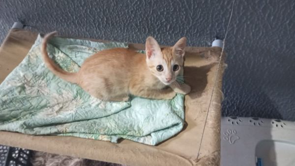 Gato para adoção