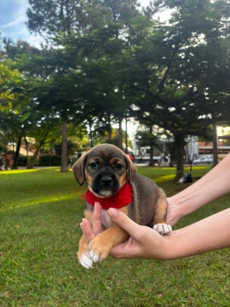 Cachorro para adoção