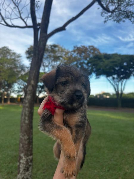 Cachorro para adoção