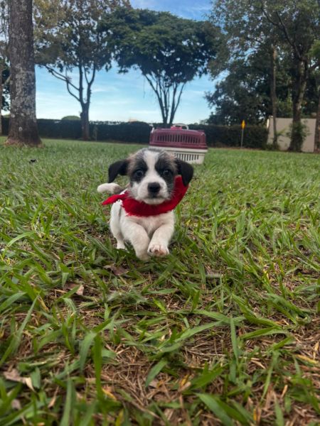 Cachorro para adoção