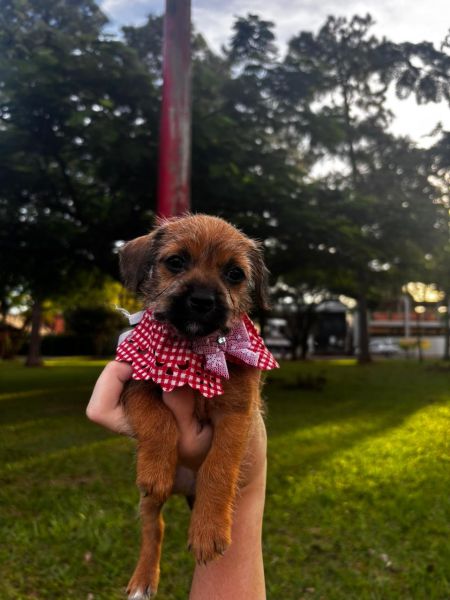 Cachorro para adoção