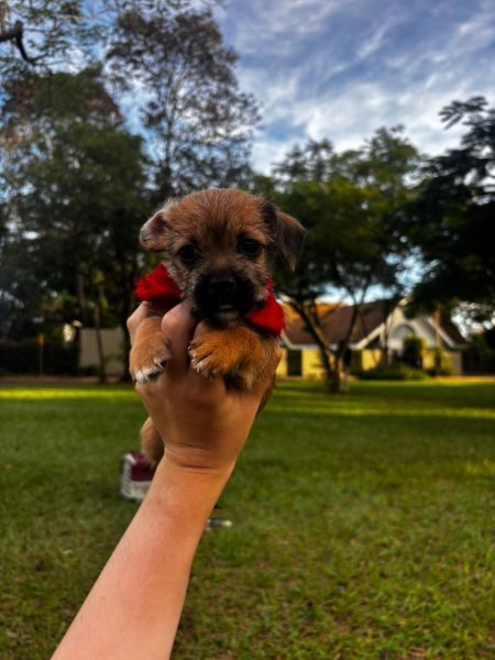 Cachorro para adoção