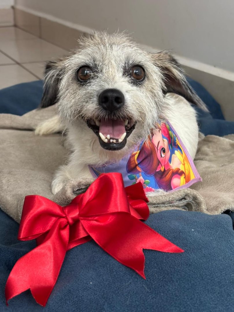Cachorro para adoção