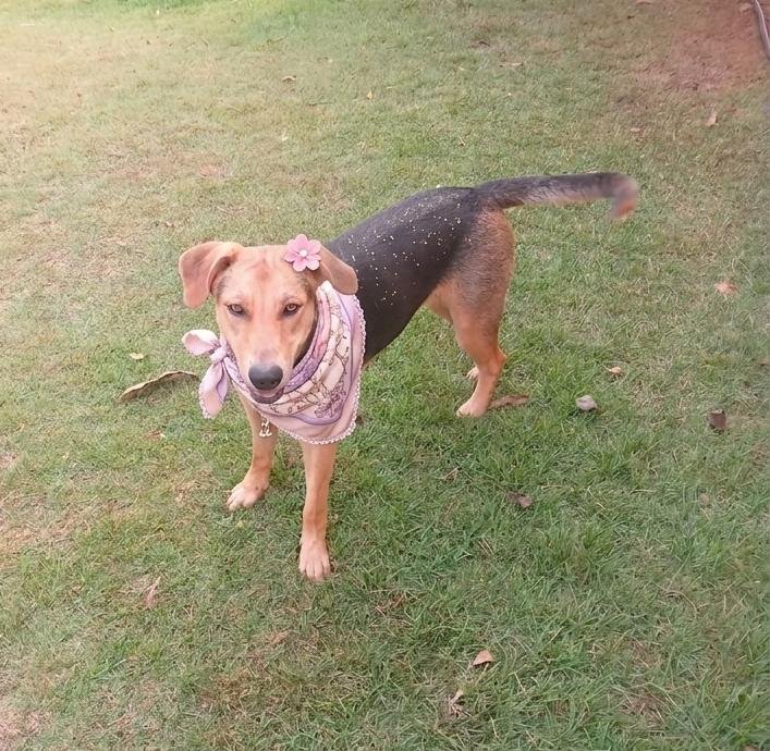 Cachorro para adoção