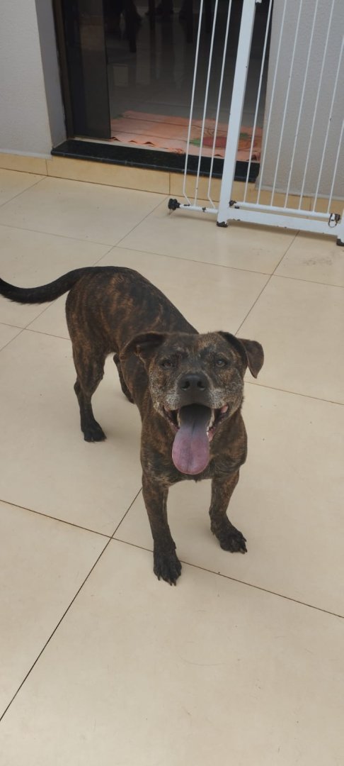 Cachorro para adoção