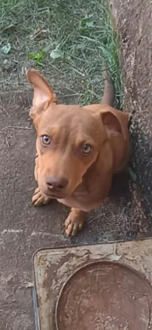 Cachorro para adoção