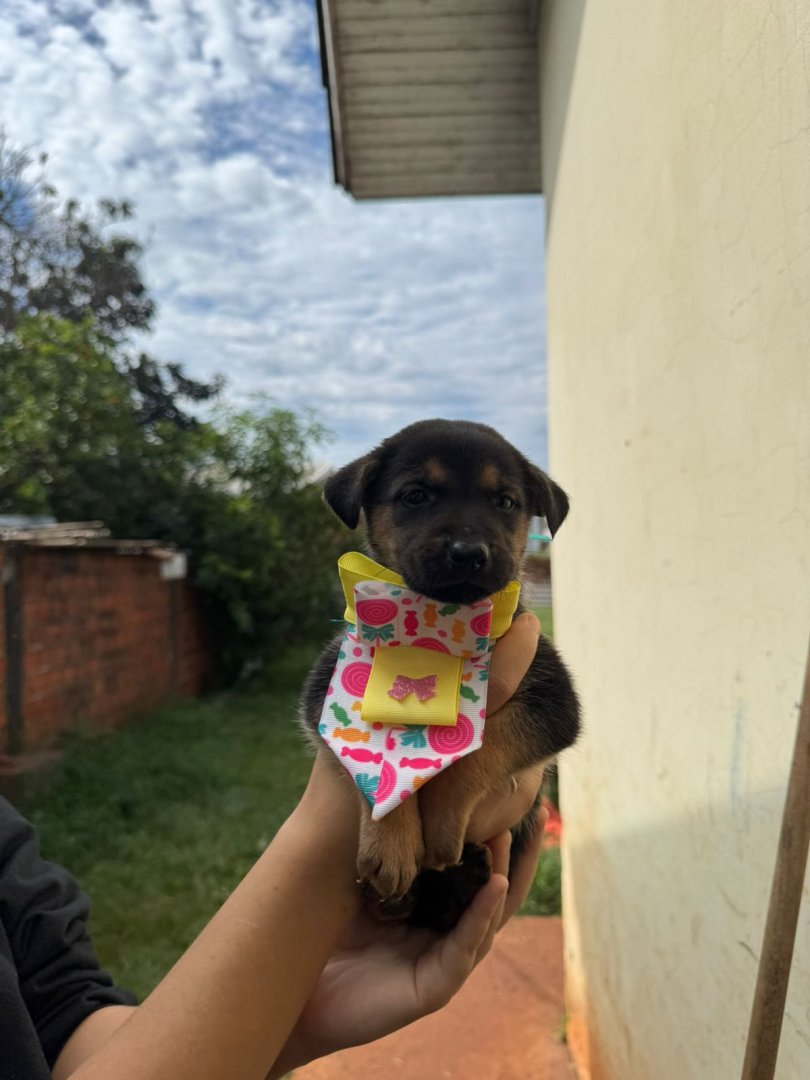Cachorro para adoção