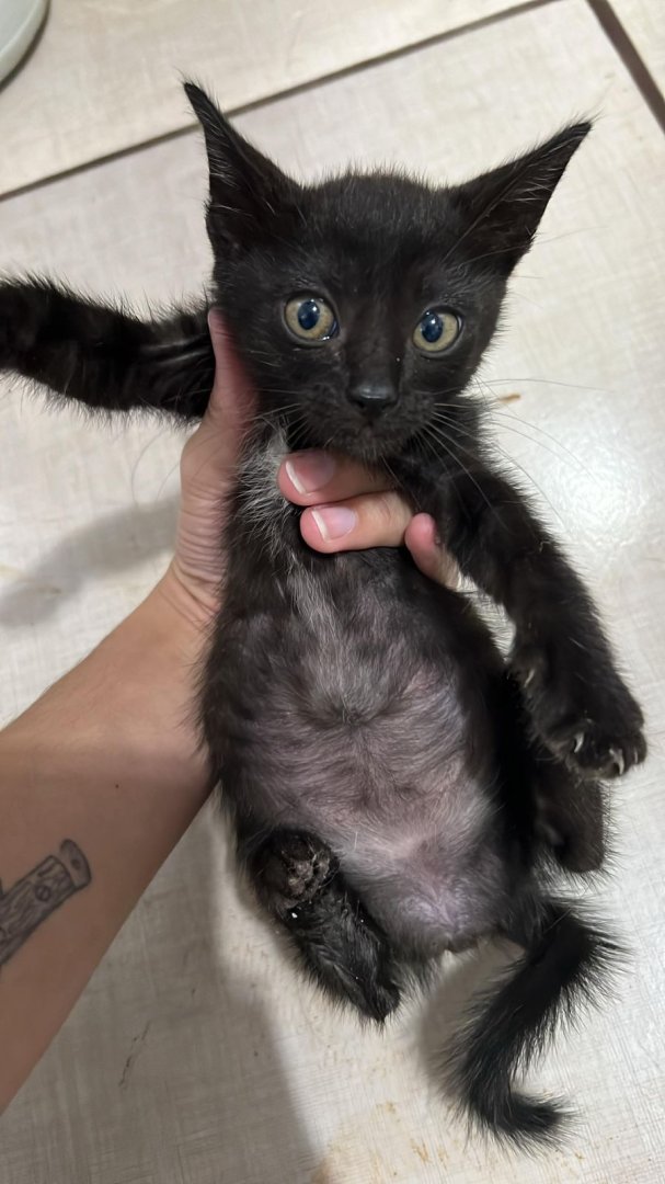 Gato para adoção
